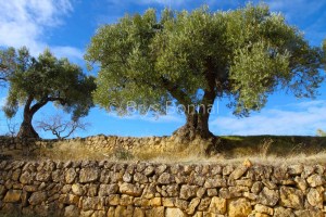 Le mur aux oliviers